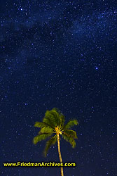 Palm Tree and Stars Sky DSC07489